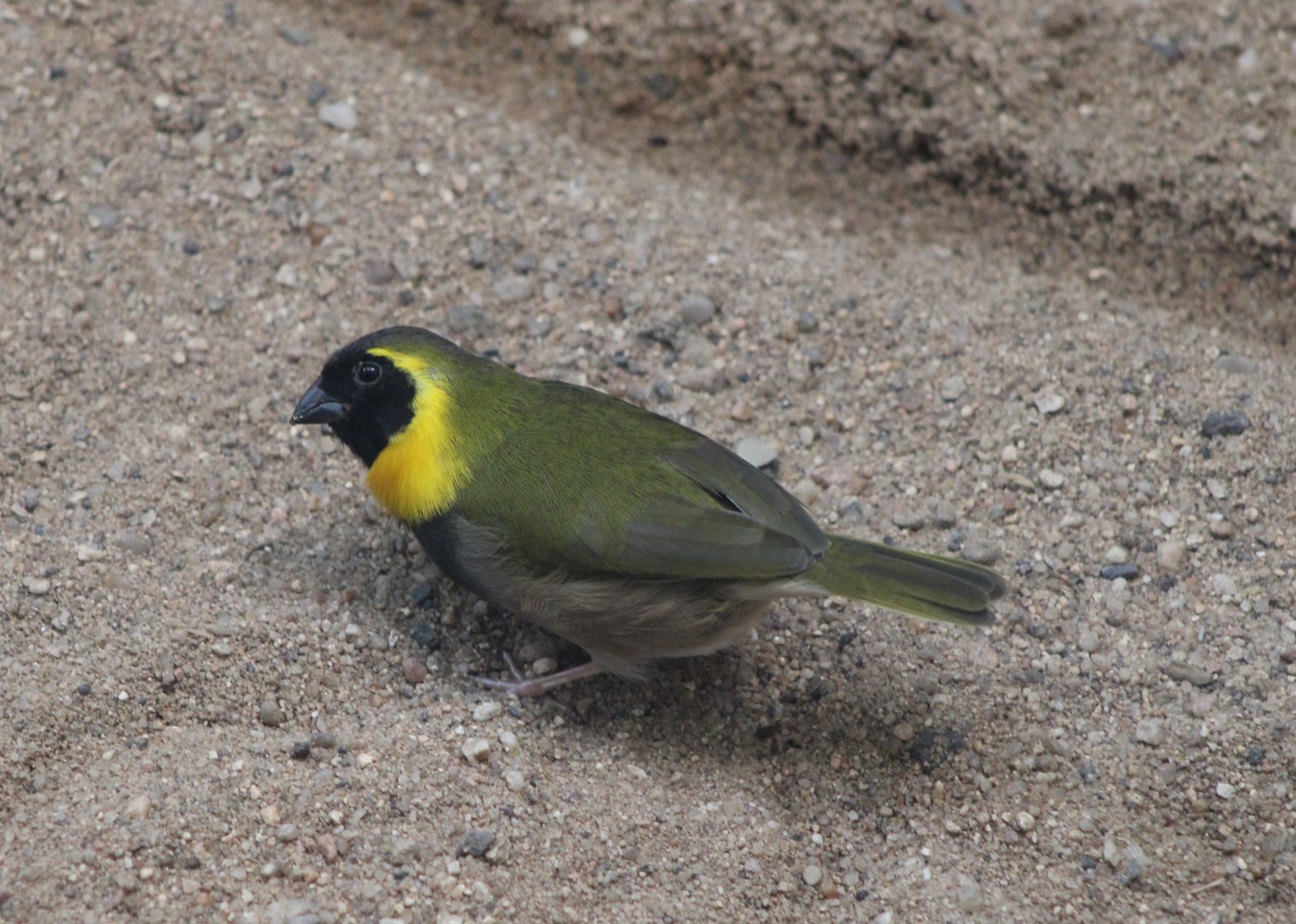 Cuban grassquit