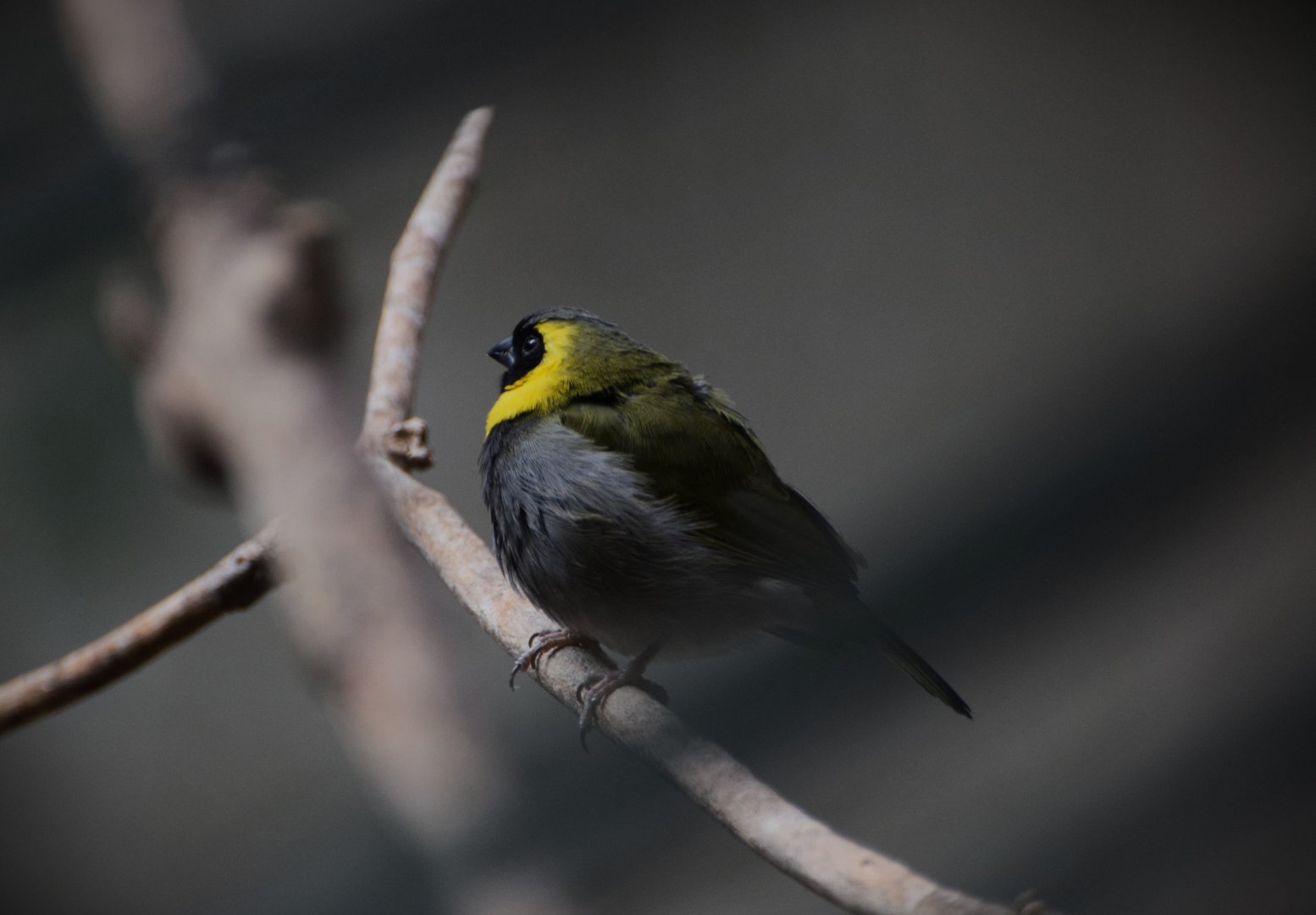 Cuban grassquit