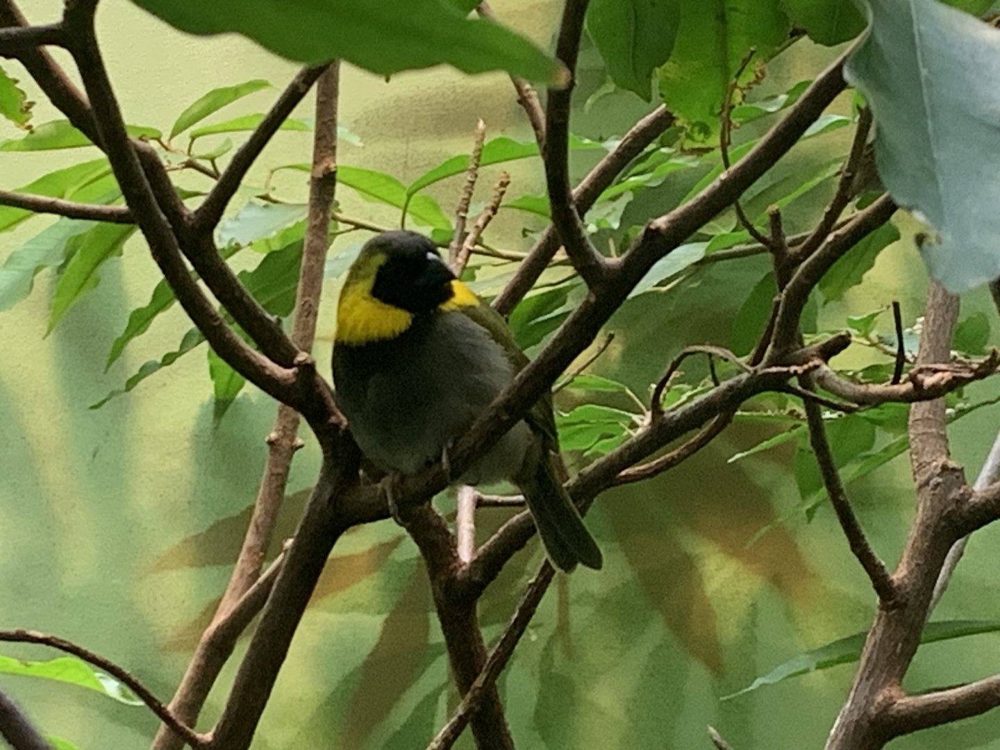 Cuban grassquit