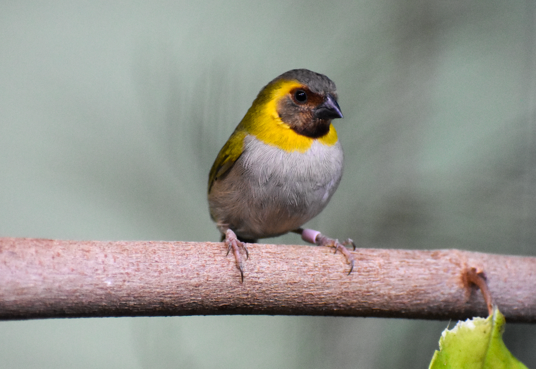 Cuban Grassquit