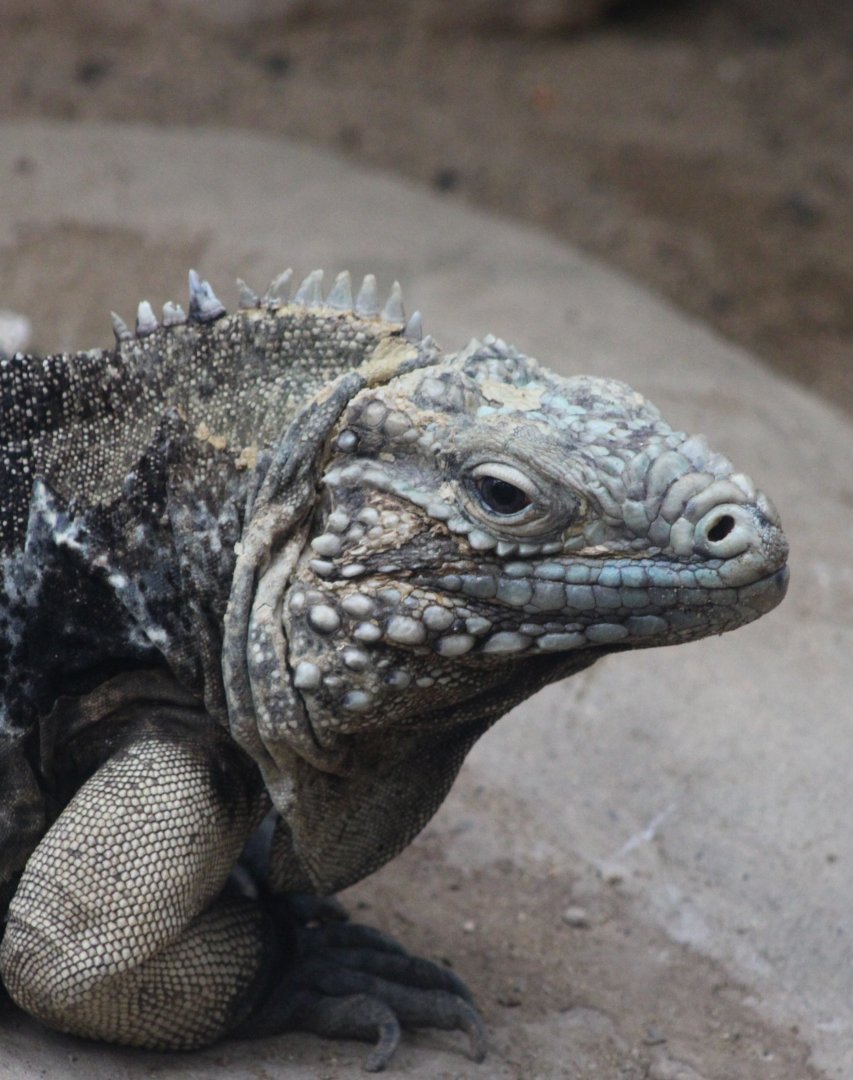 Cuban ground iguana - Cyclura nubila