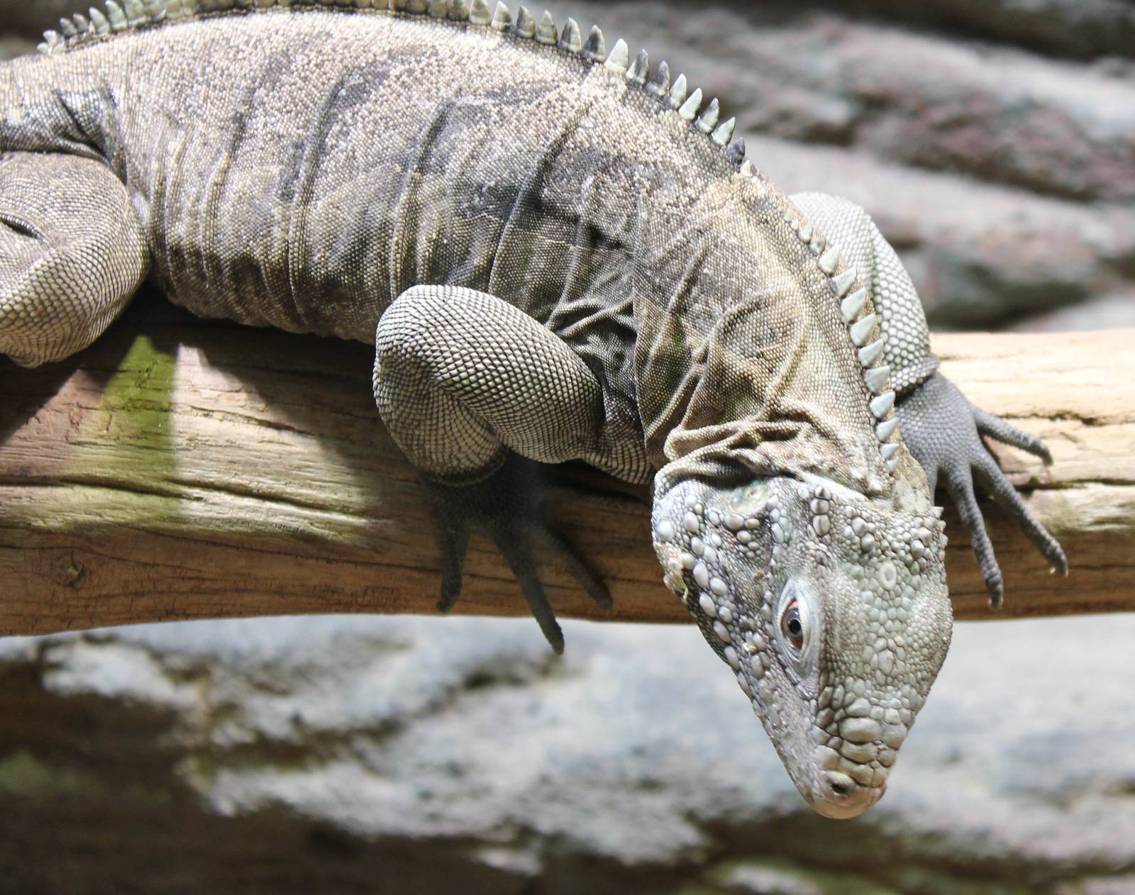 Cuban ground iguana