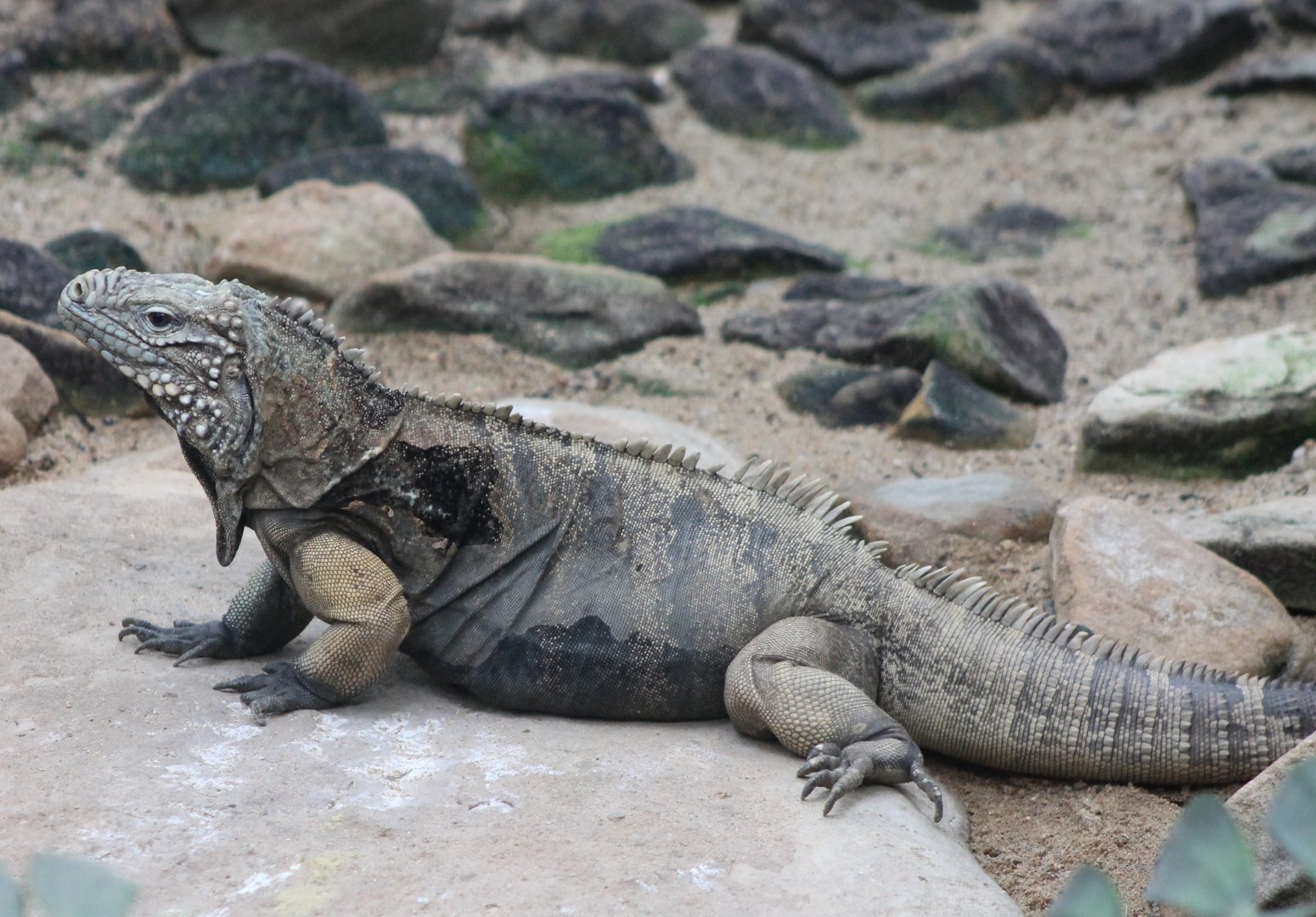 Cuban ground iguana
