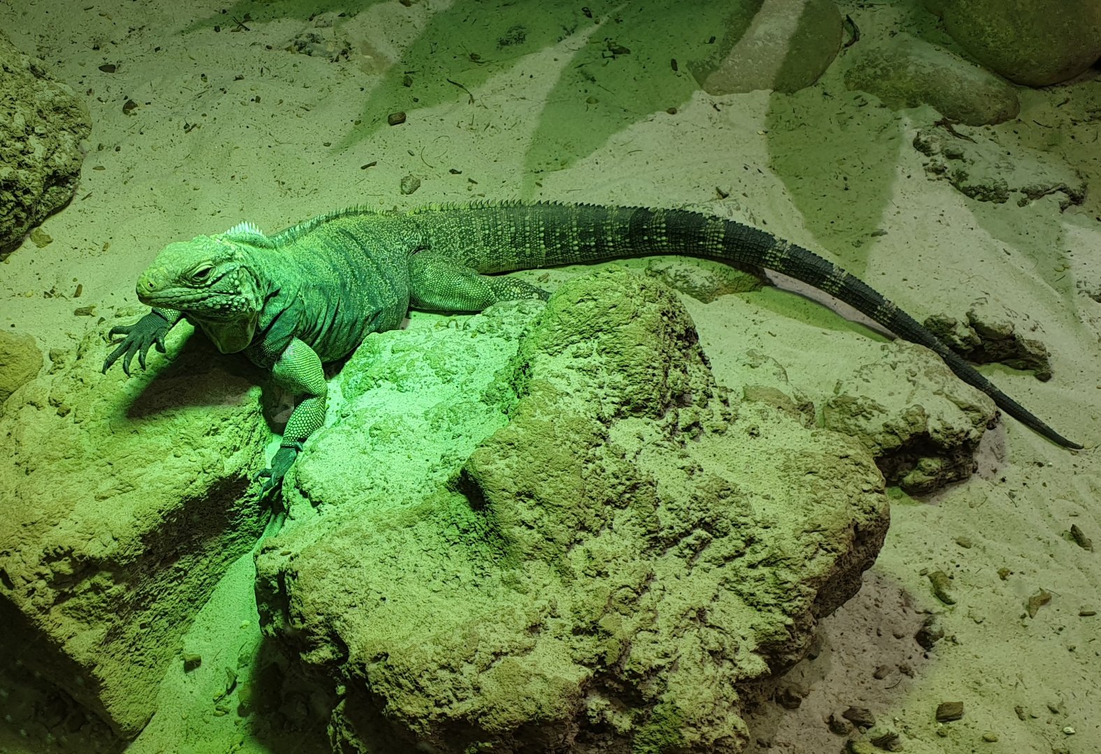 Cuban ground iguana