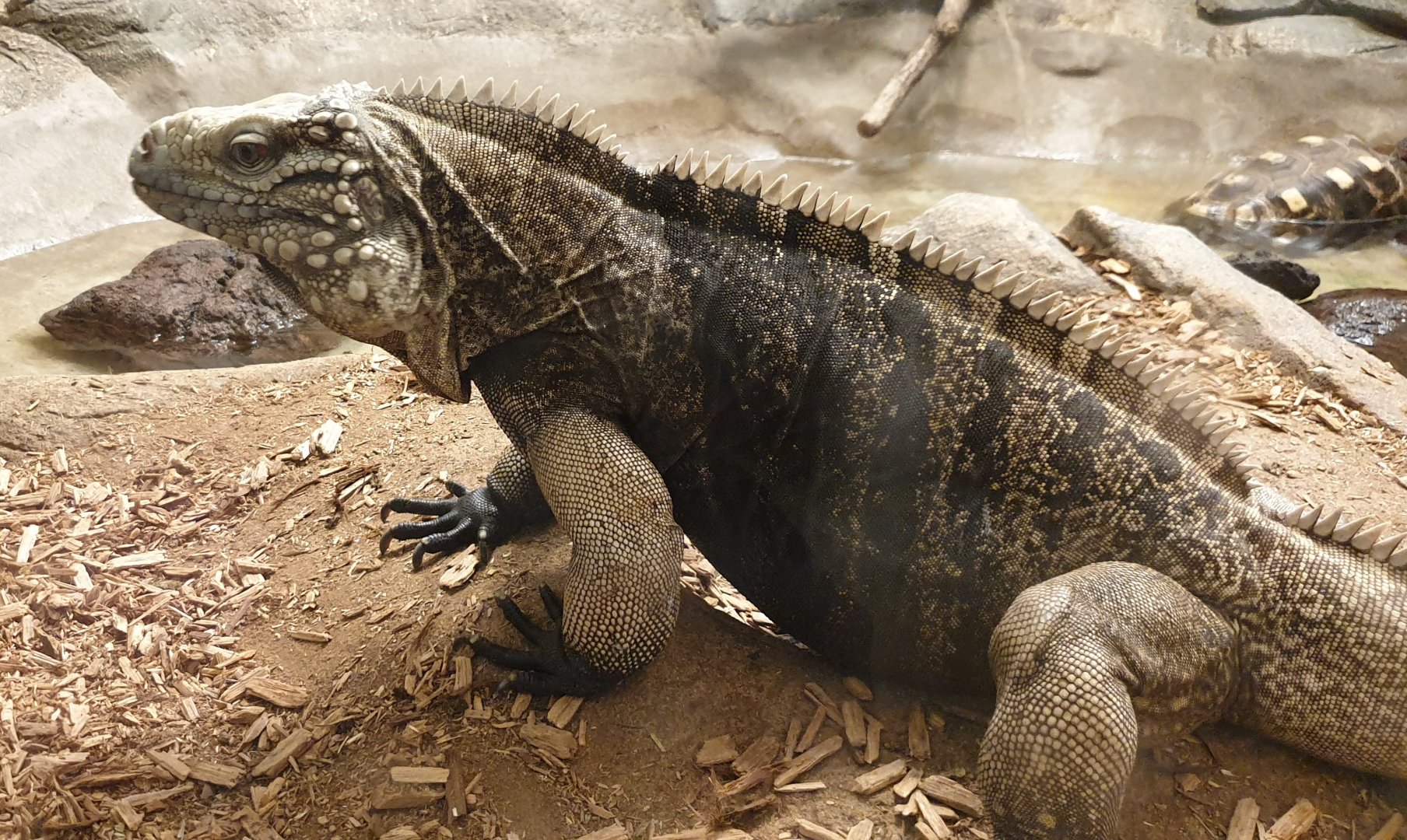 Cuban ground iguana