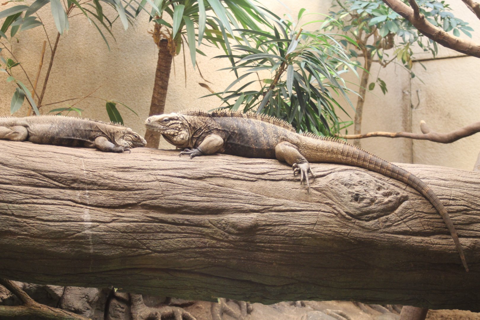 Cuban ground iguanas - Cyclura nubila