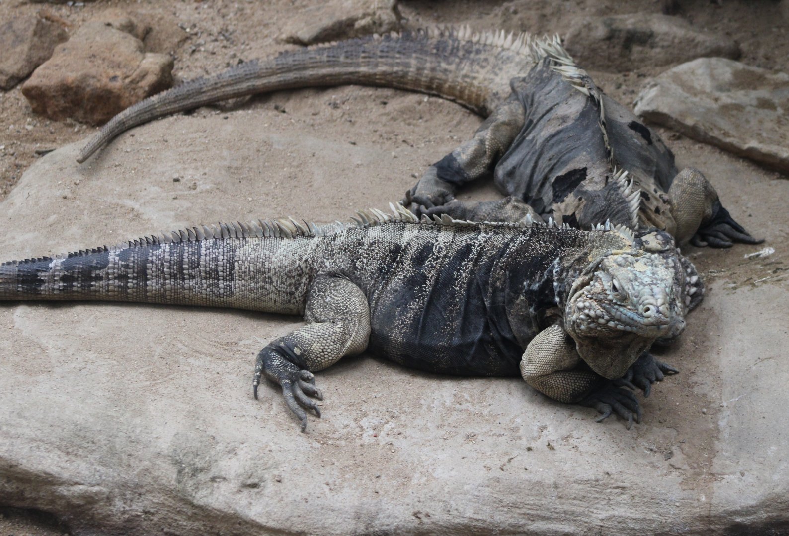 Cuban ground iguanas - Cyclura nubila