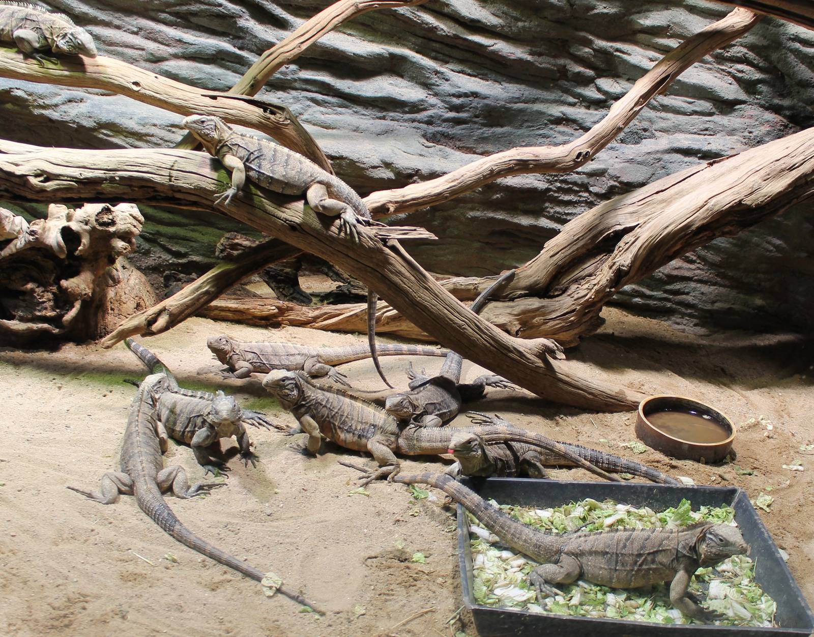Cuban ground iguanas
