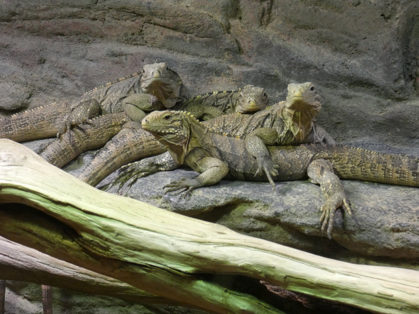Cuban ground iguanas
