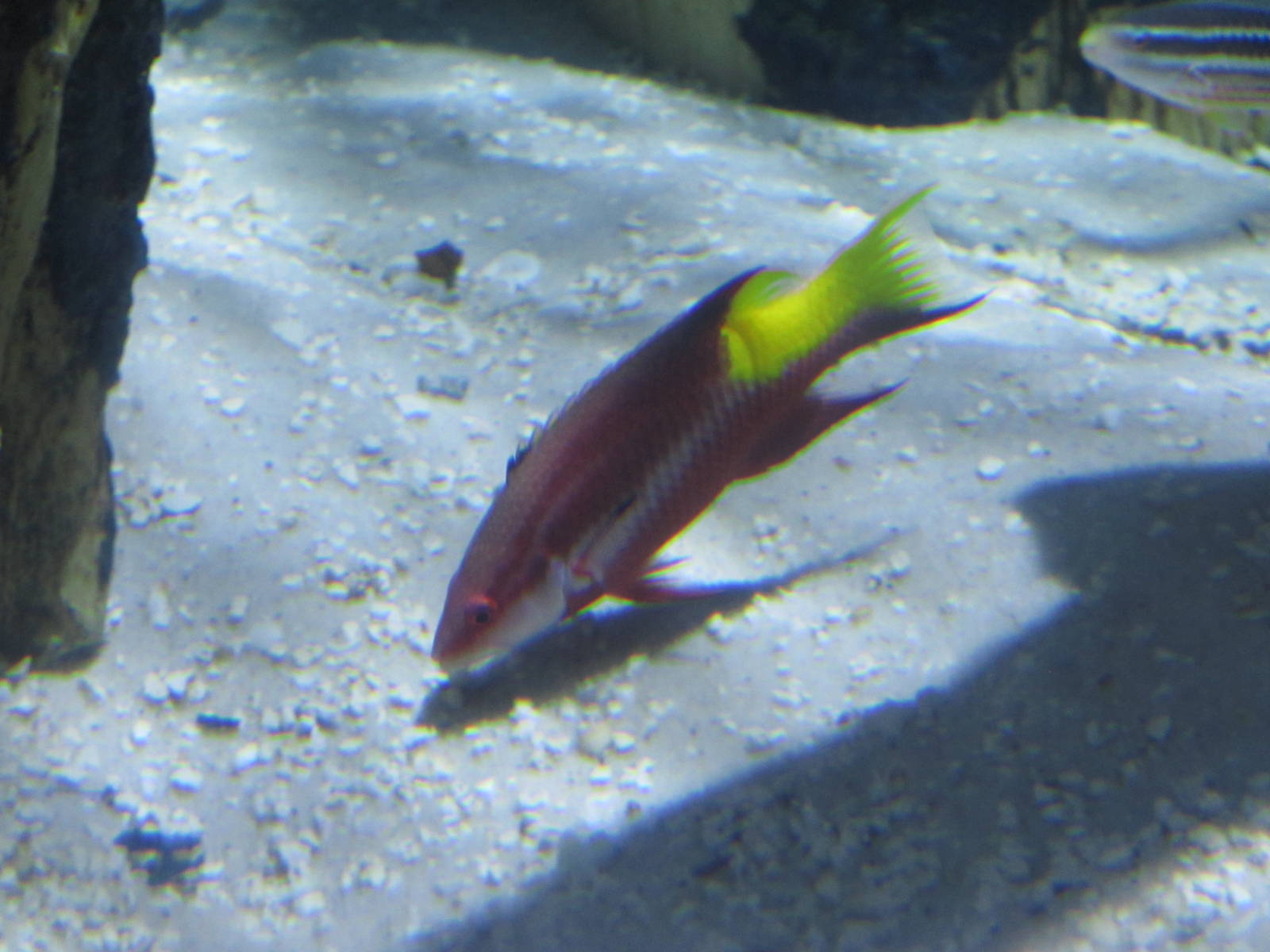 Cuban Hogfish