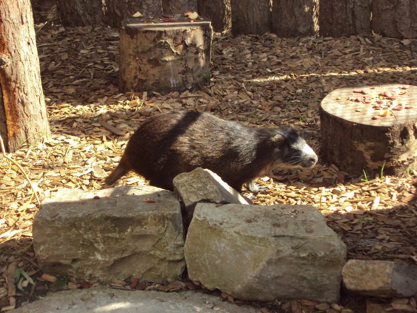 Cuban Hutia 28/05/2019