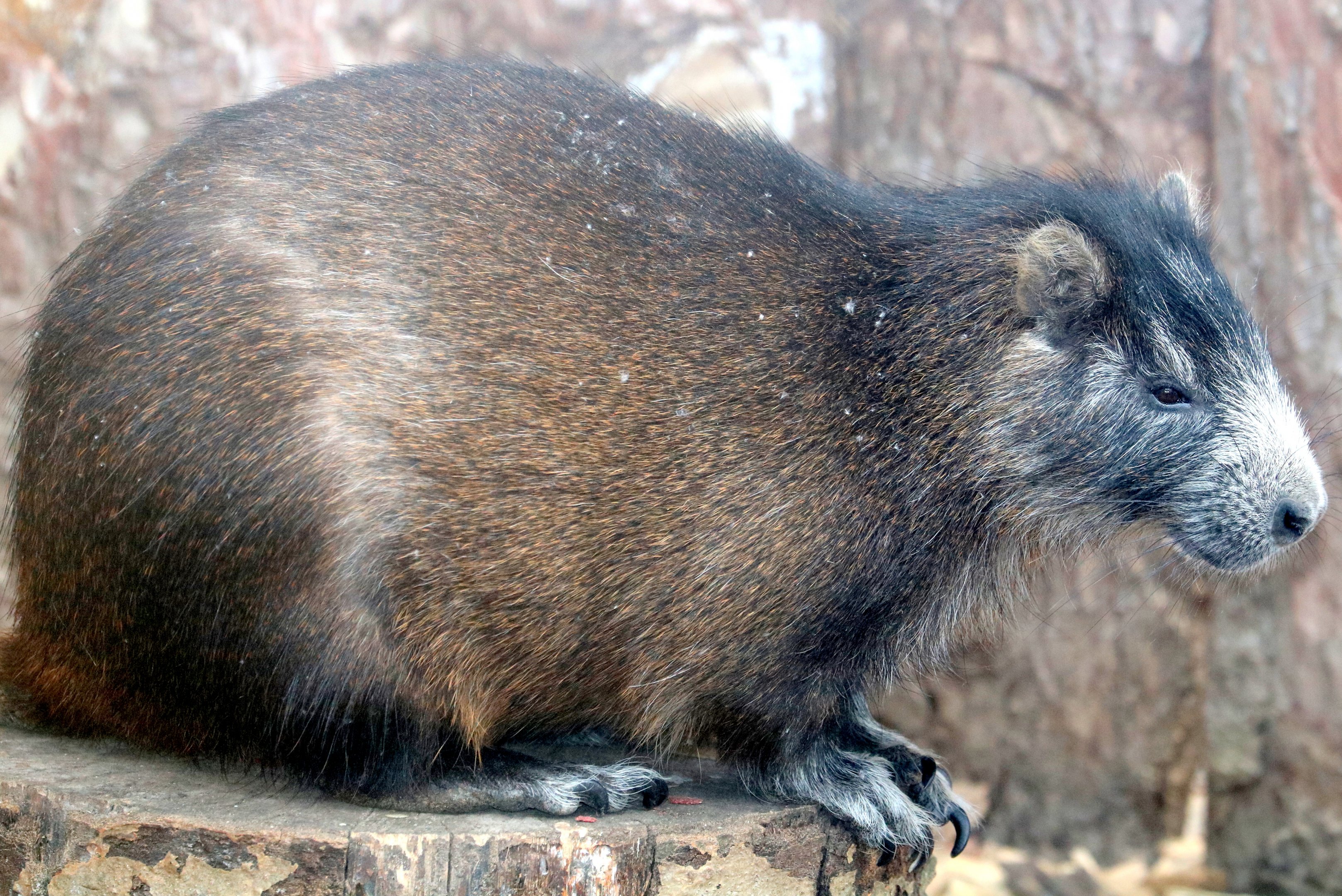 Cuban hutia; All Things Wild; 5th June 2019