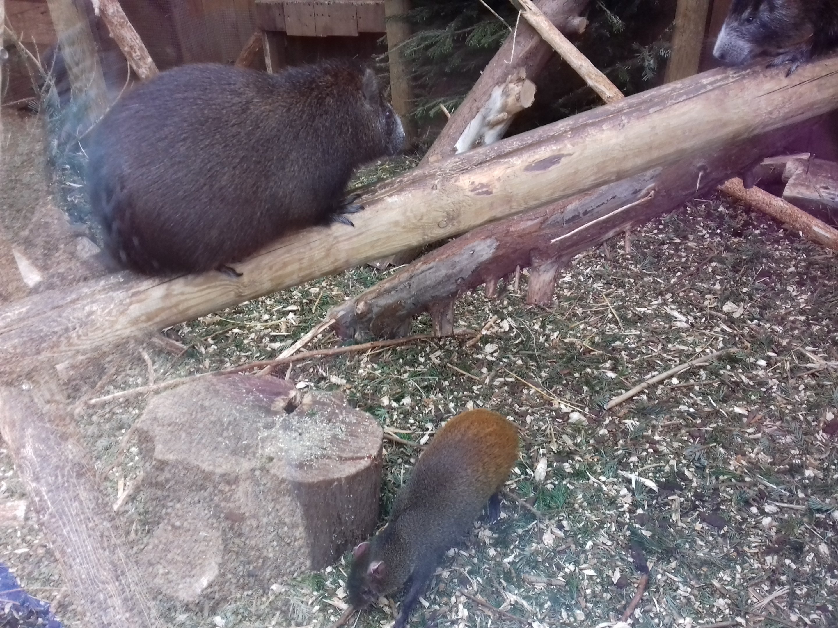 Cuban Hutia and Red-Rumped Agouti