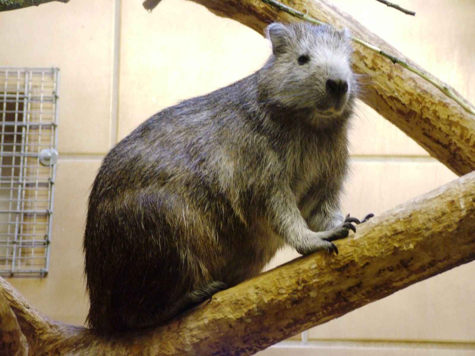 Cuban Hutia at Rheine, 03/06/12