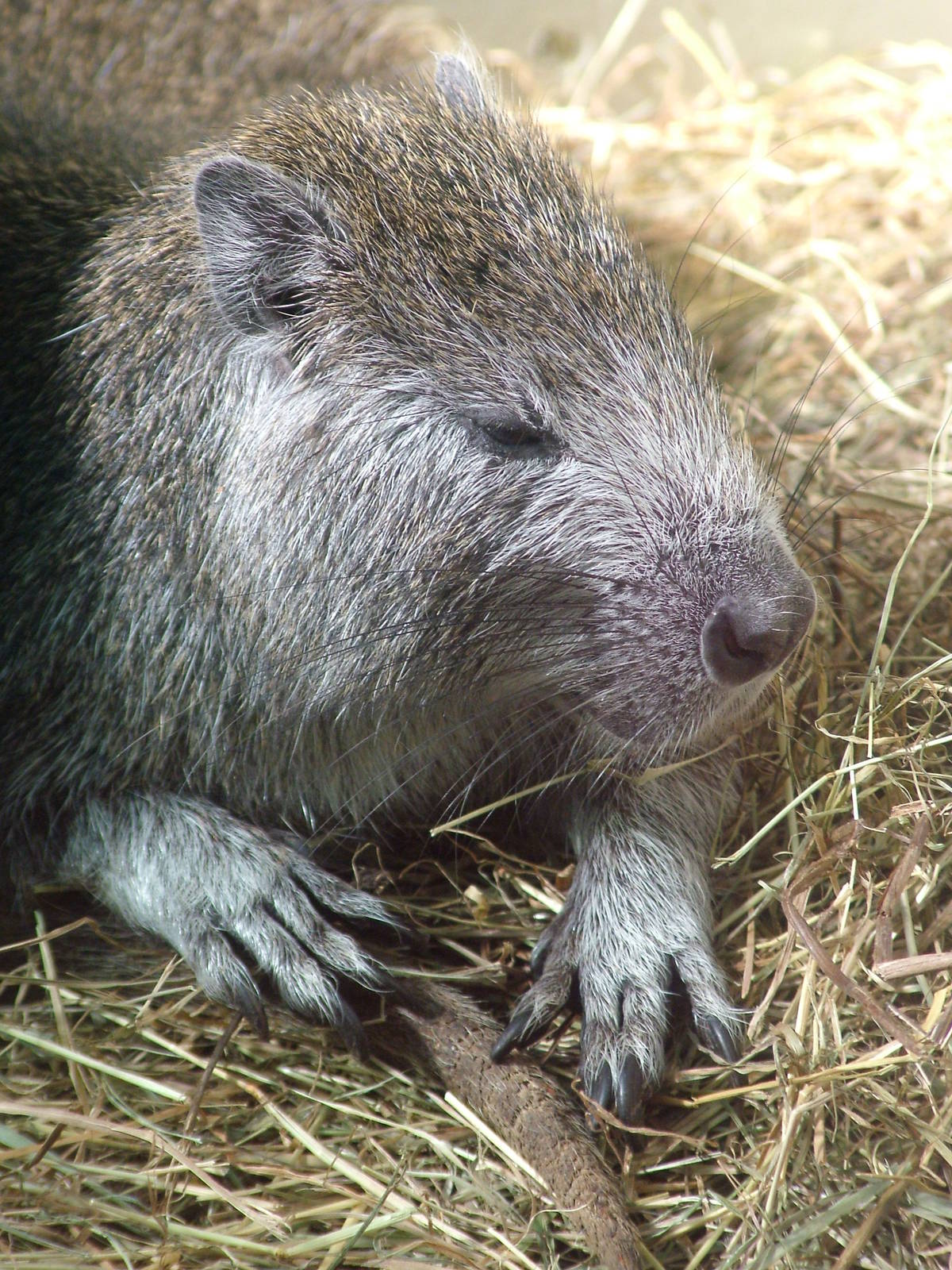 Cuban Hutia at Wilhelma, Stuttgart 02/09/10