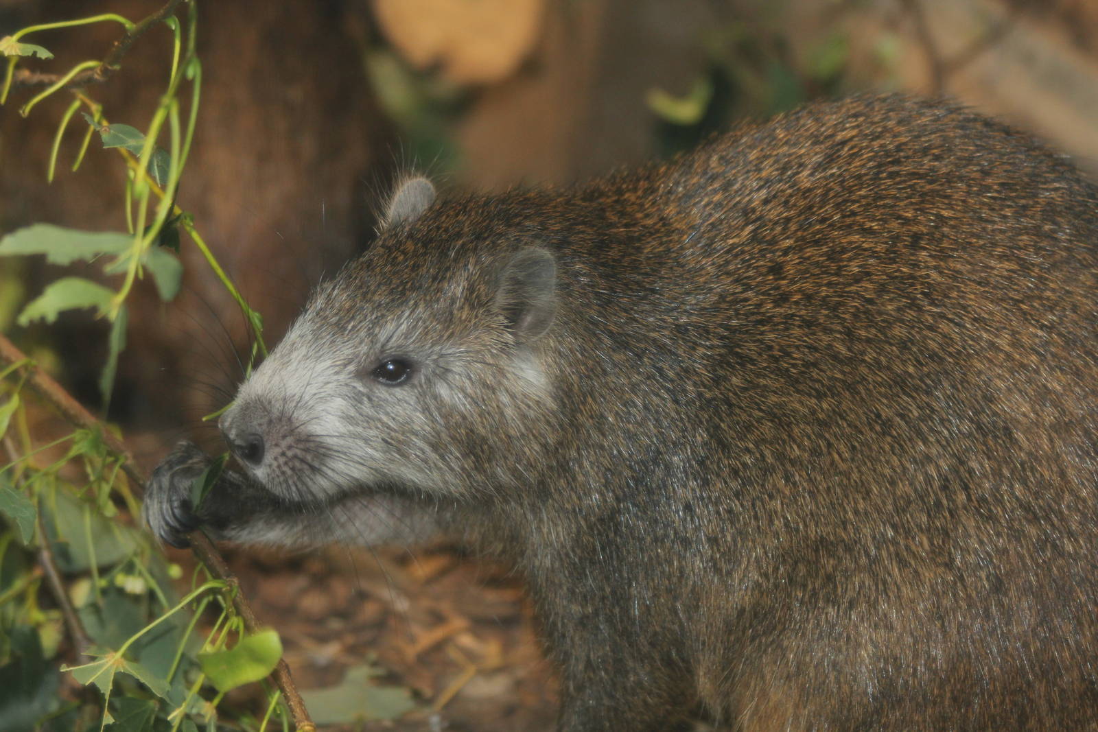 Cuban Hutia - Brno Zoo, July 2013