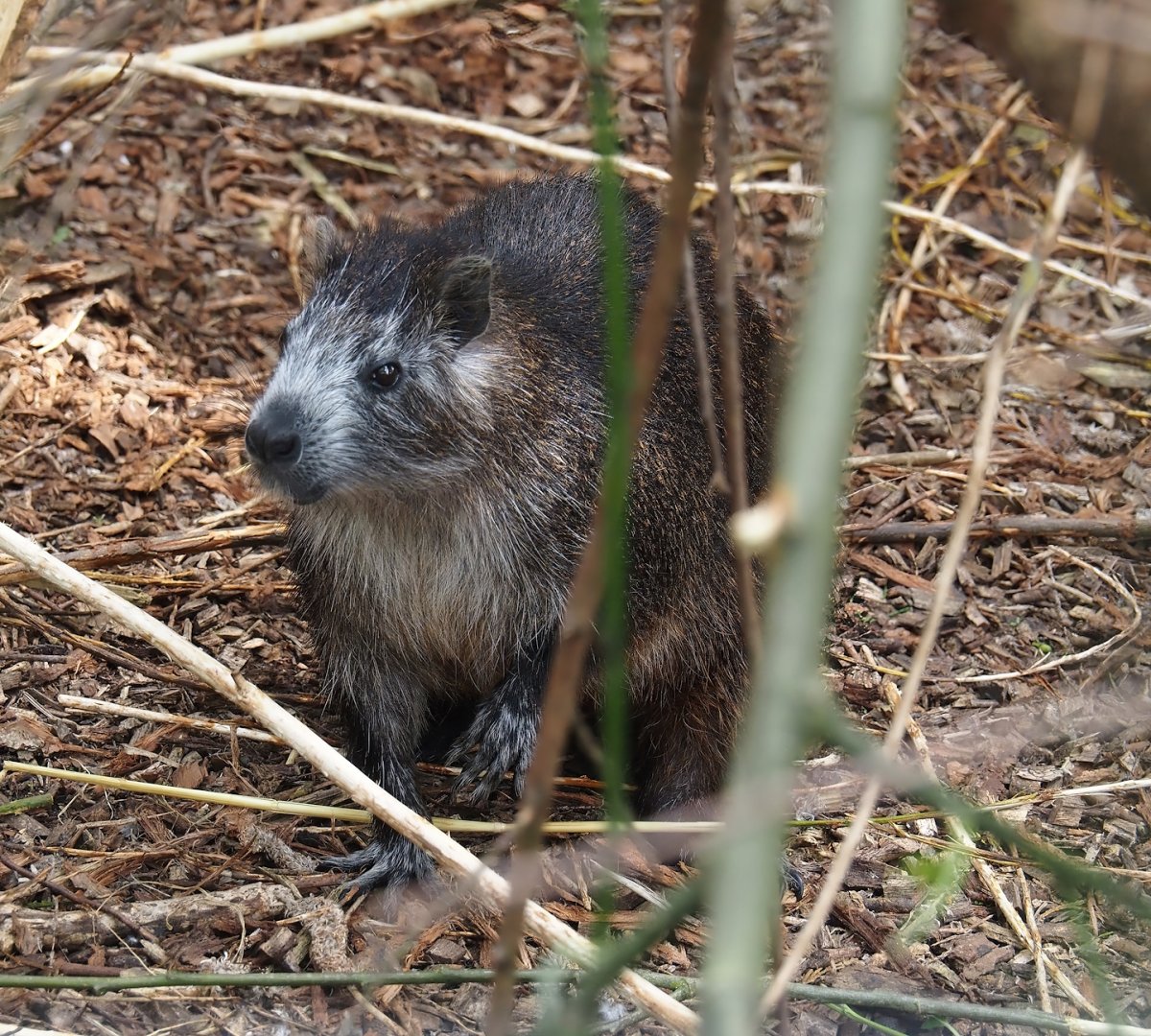 Cuban hutia (Capromys pilorides), 2024-05-11
