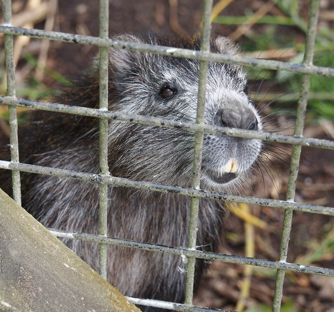 Cuban hutia (Capromys pilorides), 2024-05-11