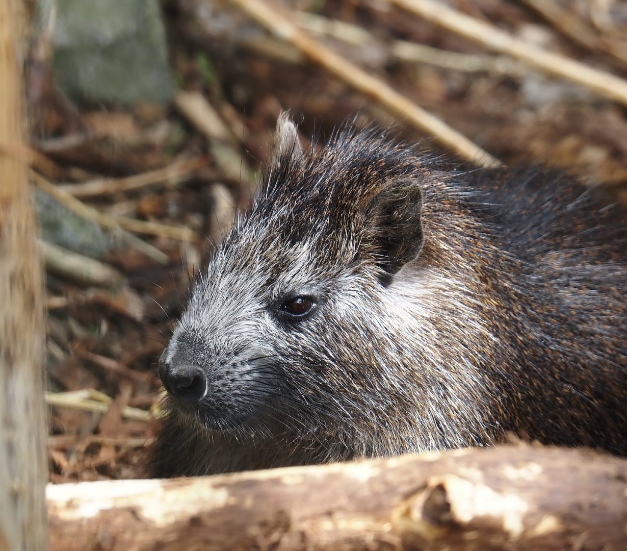 Cuban hutia (Capromys pilorides), 2024-05-11