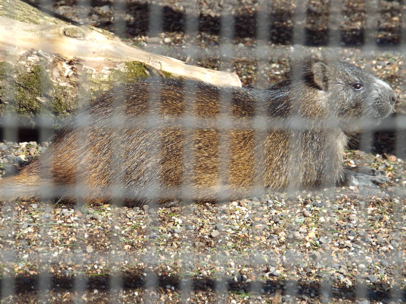 Cuban Hutia (Capromys pilorides) at Tierpark Hellabrunn - April 9th 2015
