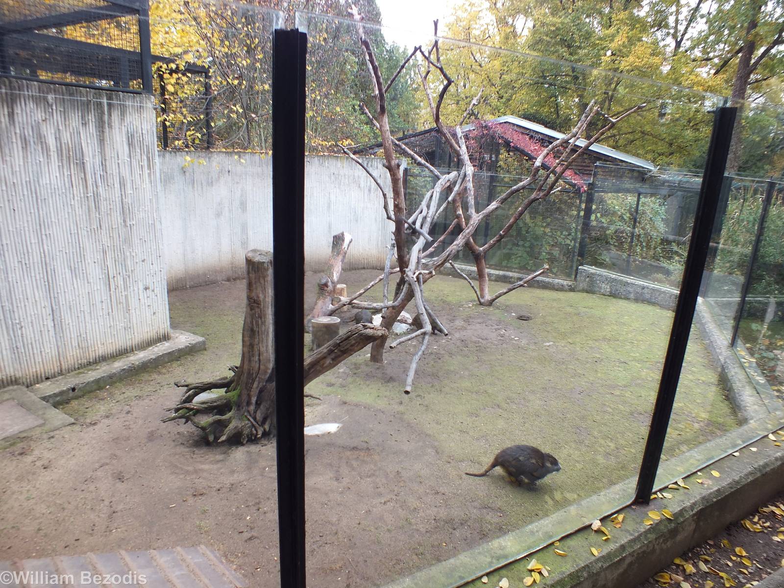 Cuban Hutia enclosure