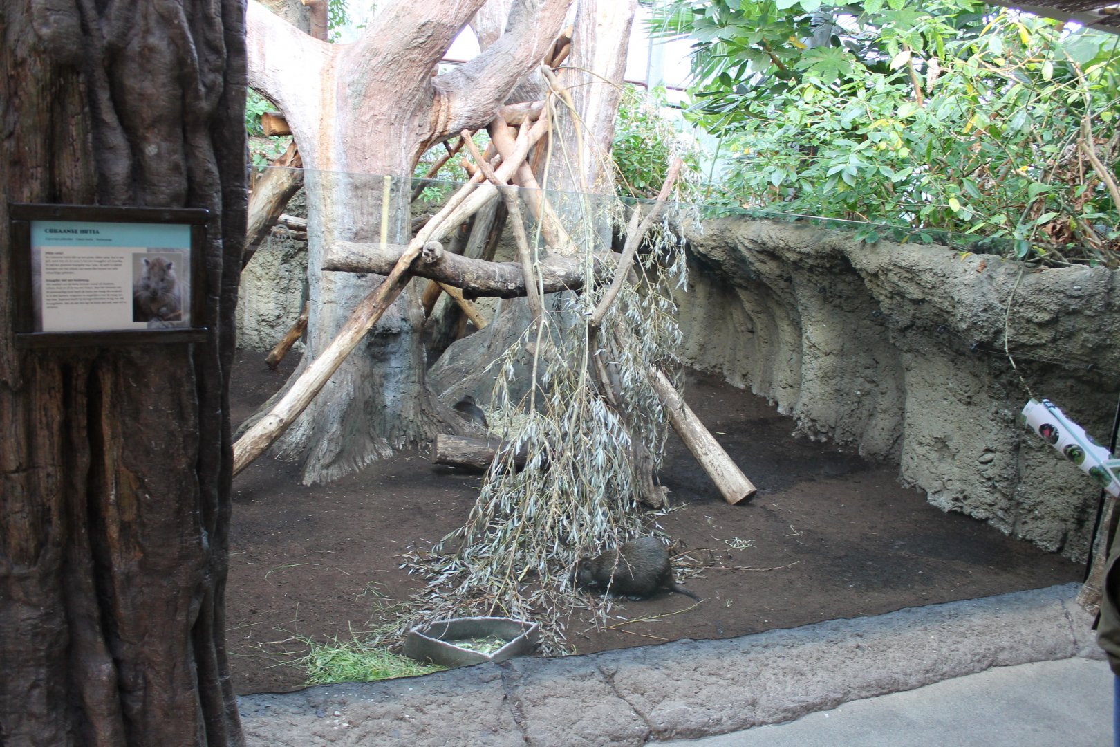 Cuban hutia-enclosure