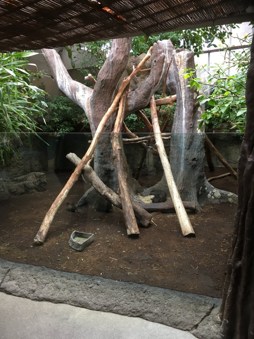 Cuban hutia enclosure