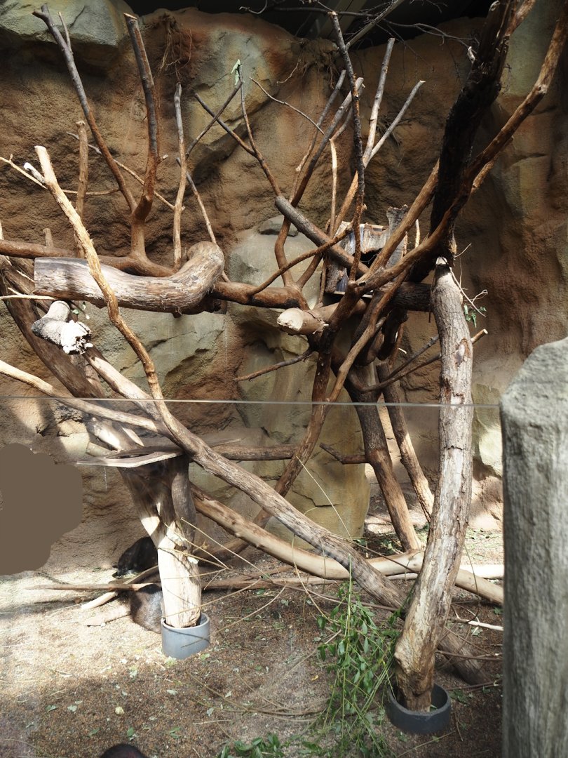 Cuban hutia exhibit, 2024-06-08