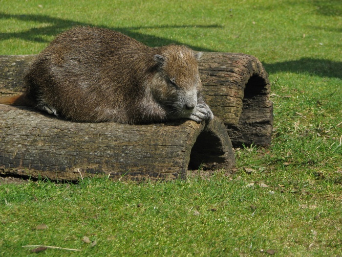 Cuban hutia @ Prague zoo