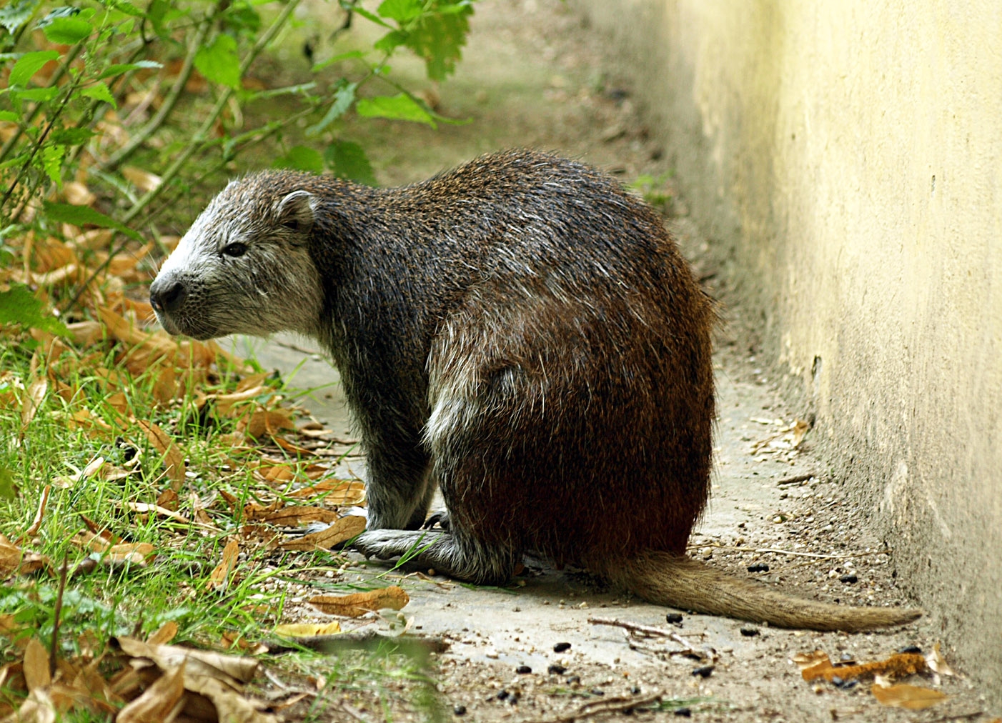 Cuban hutia
