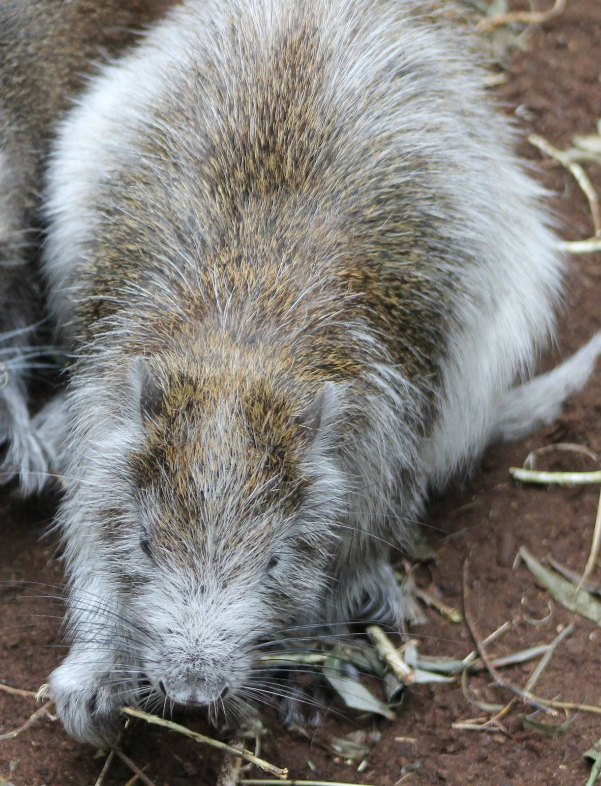 Cuban hutia