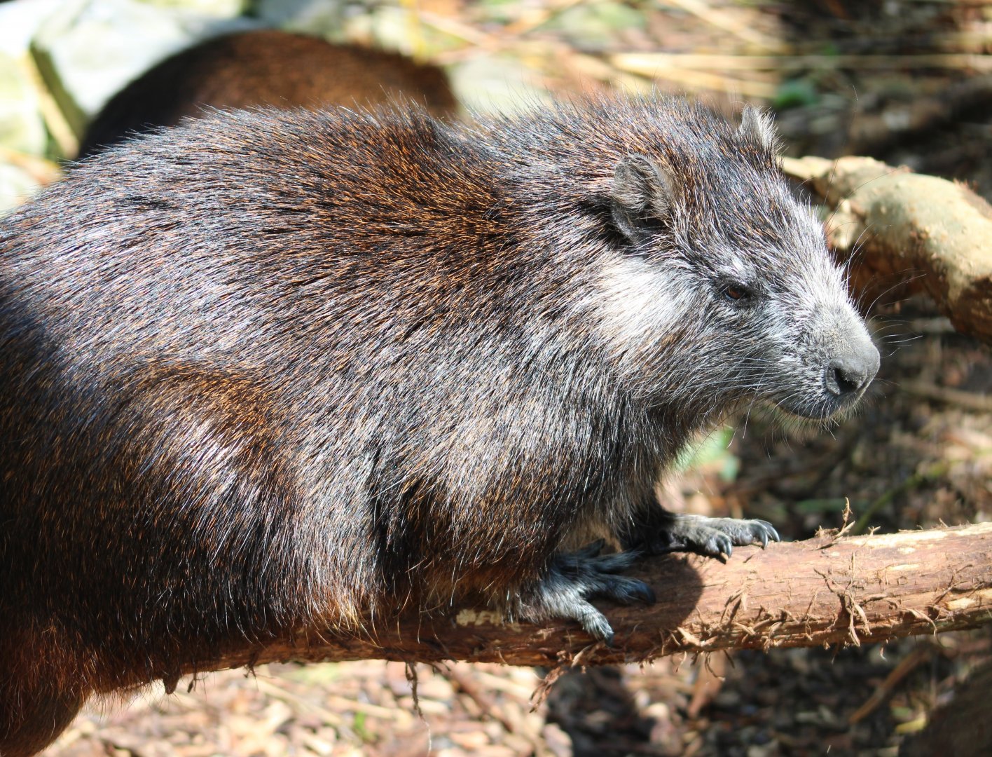 Cuban hutia