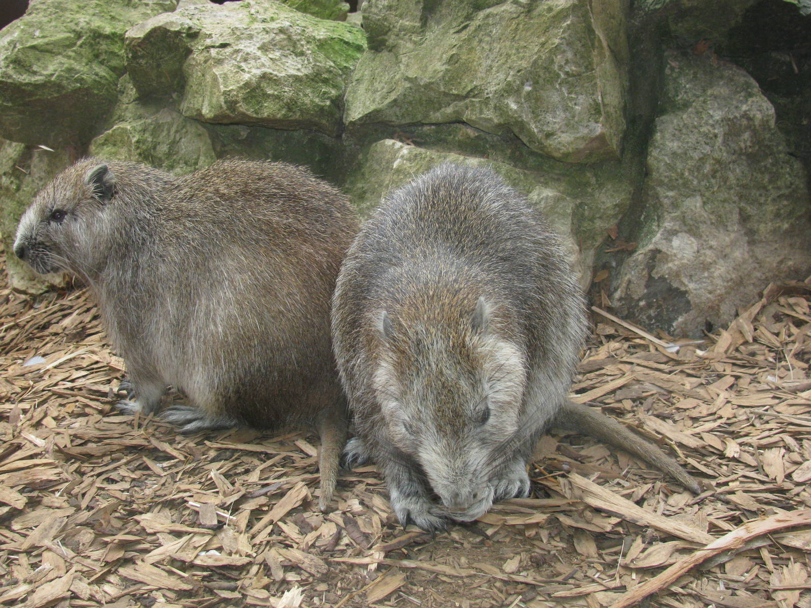 Cuban Hutia