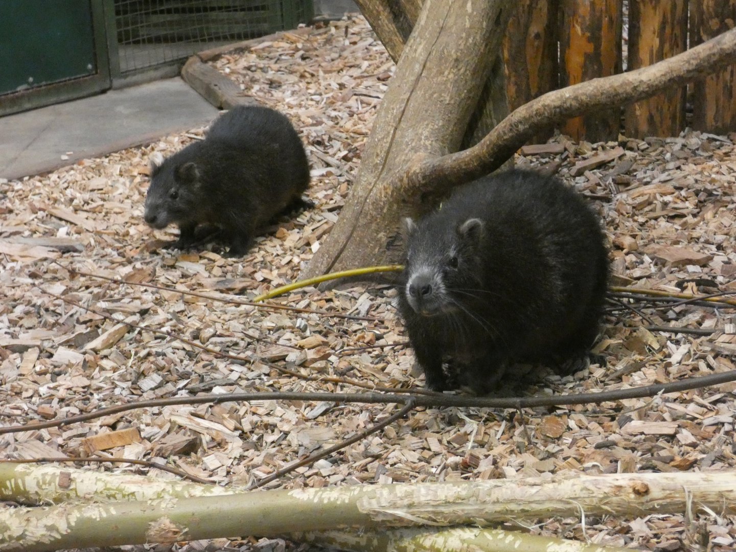 Cuban hutia