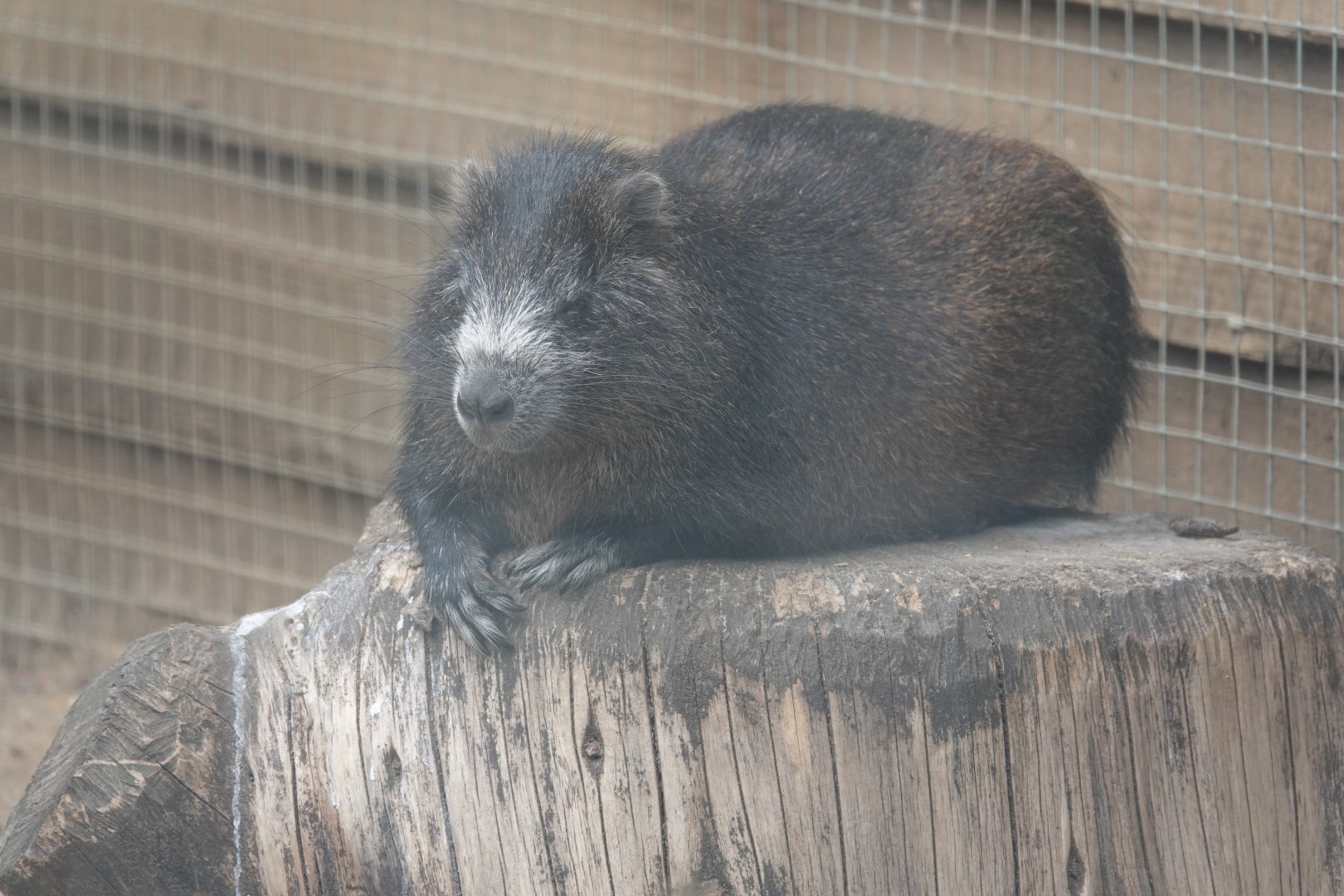 Cuban hutia