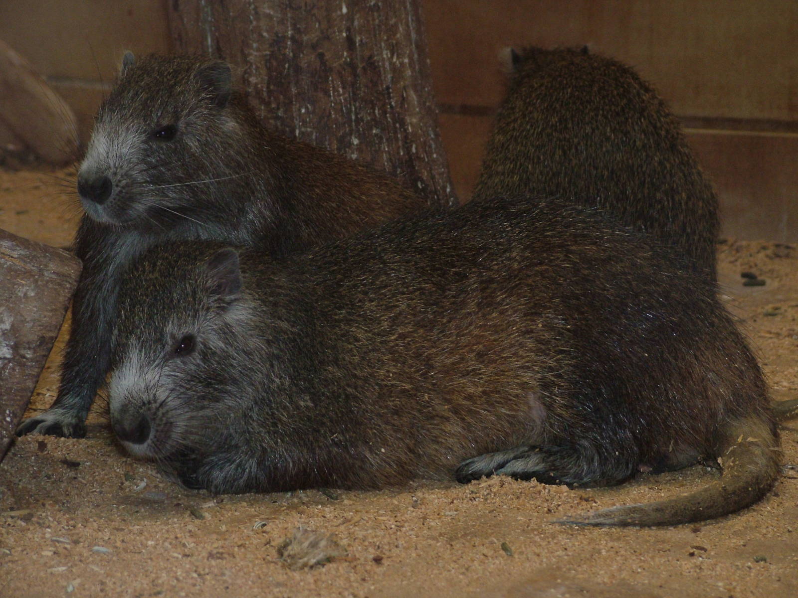 Cuban Hutias at NaturZoo Rheine 2007