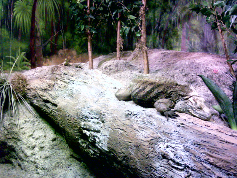 Cuban Iguana and Baby