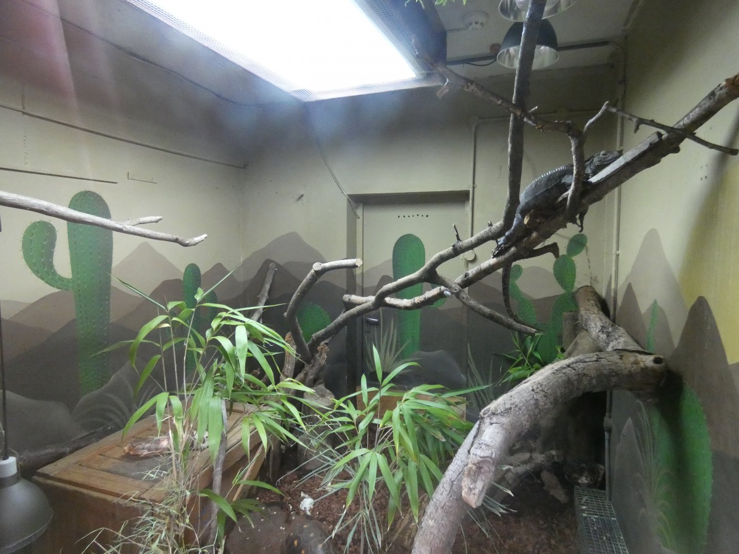 Cuban iguana and red-footed tortoise enclosure