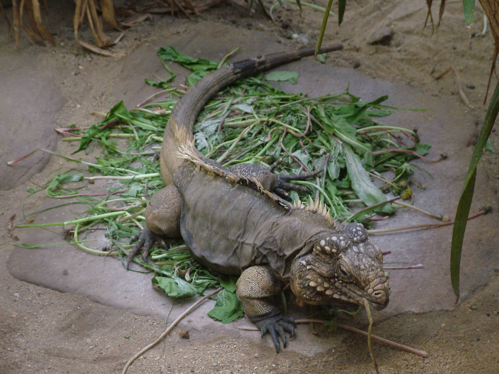 Cuban Iguana at Prague, 24/05/10