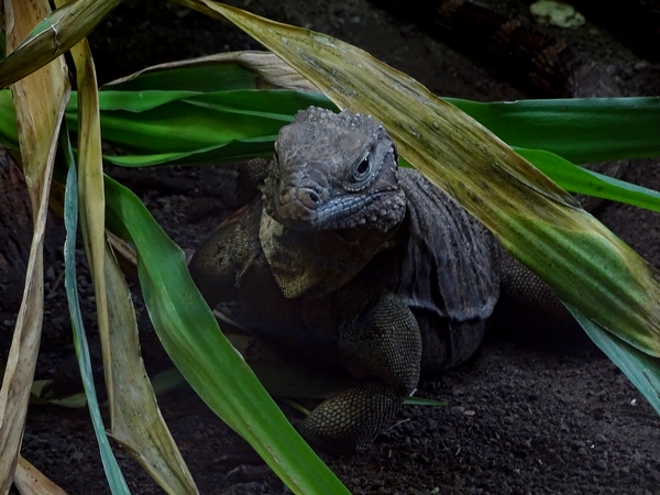 Cuban iguana (Cyclura nubila nubila) (07/22)