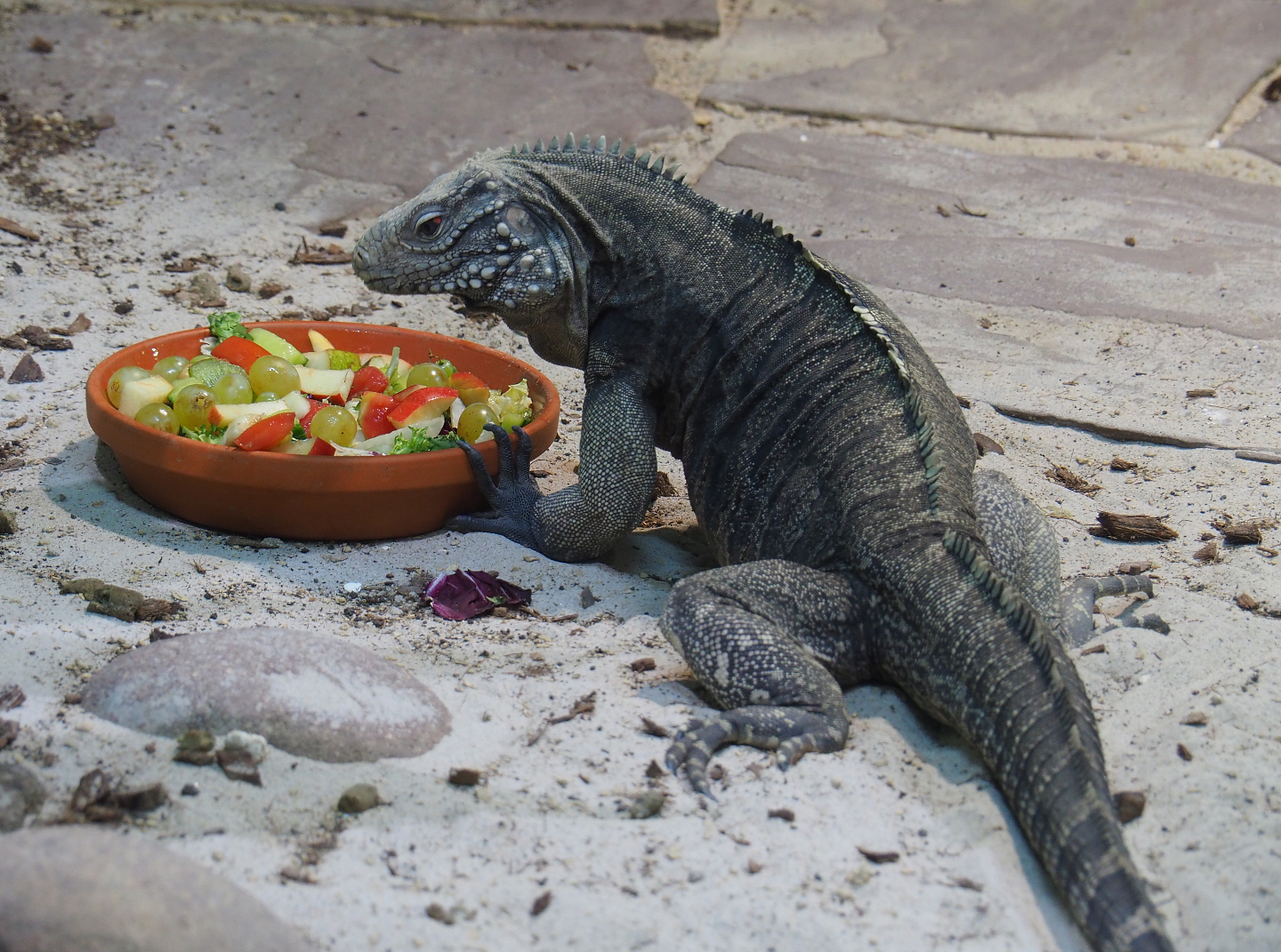 Cuban iguana (Cyclura nubila nubila), 2019-10-04