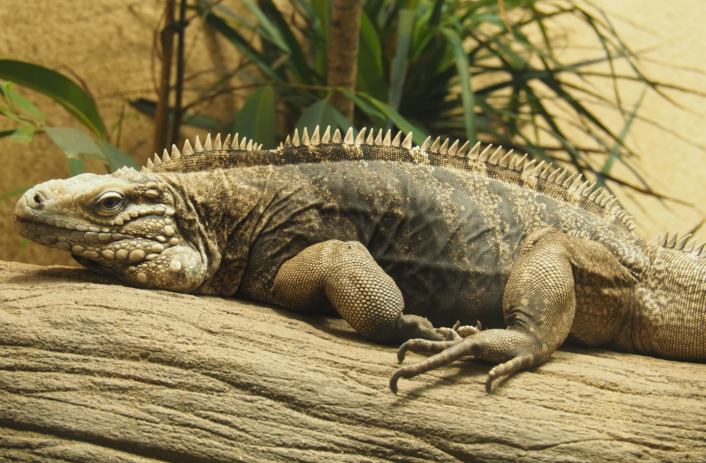 Cuban iguana (Cyclura nubila nubila), 2019-12-30