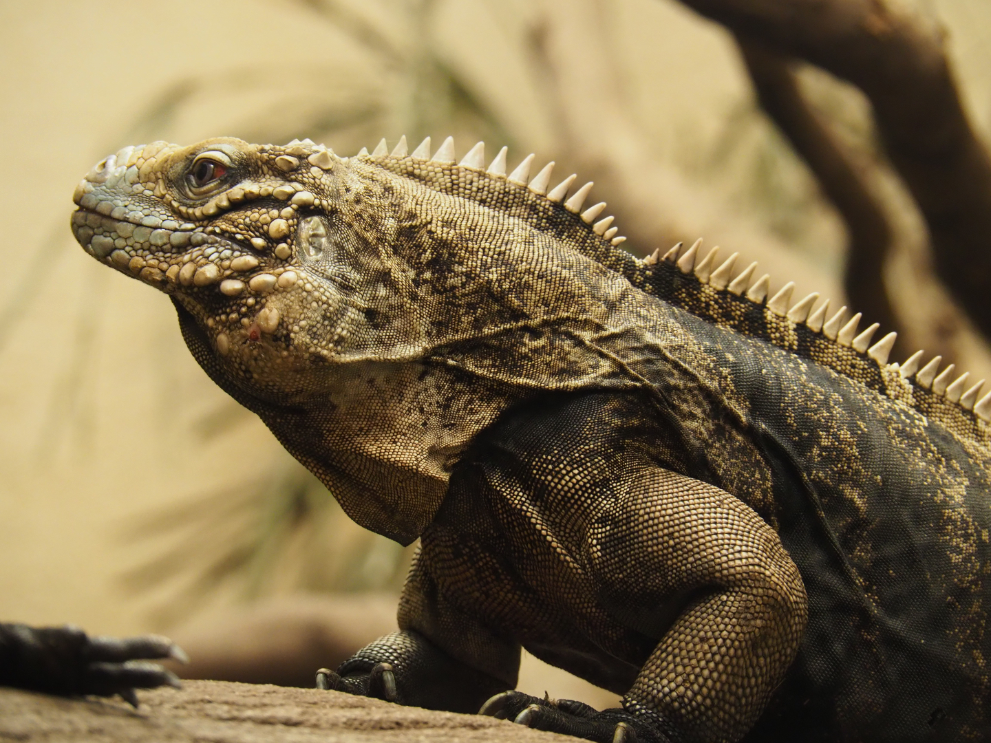 Cuban iguana (Cyclura nubila nubila), 2020-05-24