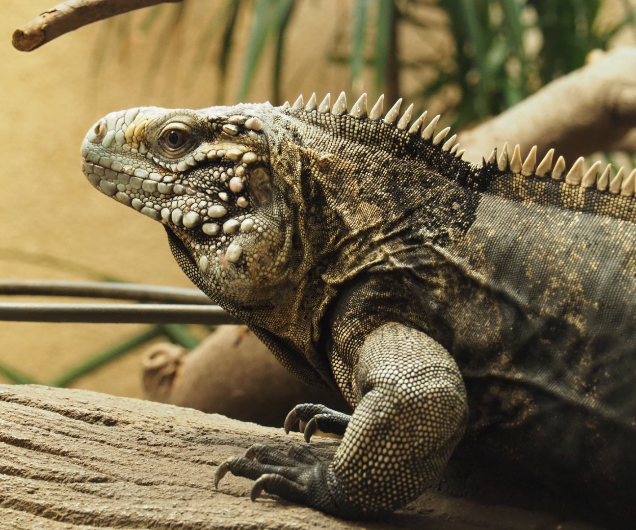 Cuban iguana (Cyclura nubila nubila), 2020-06-28