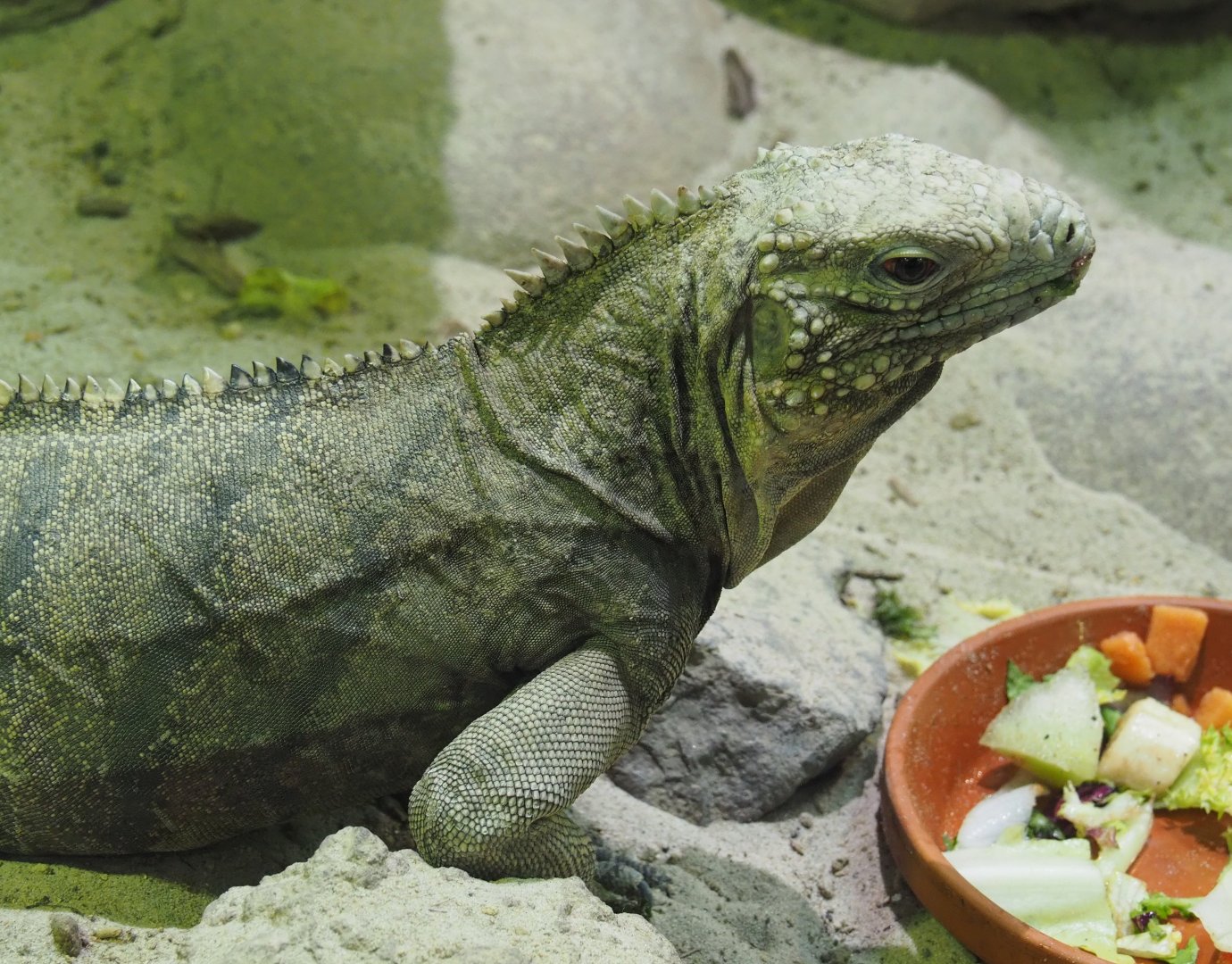 Cuban iguana (Cyclura nubila nubila), 2020-09-02