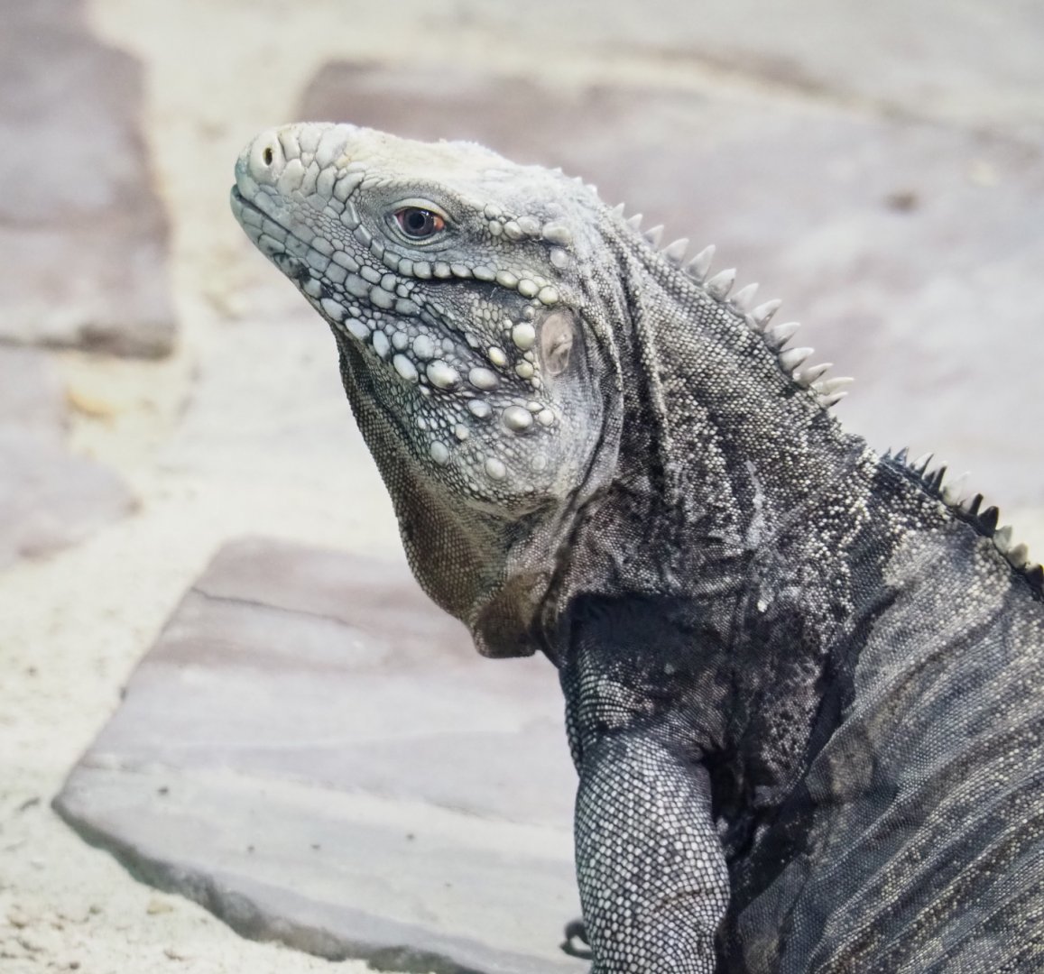 Cuban iguana (Cyclura nubila nubila), 2021-09-03