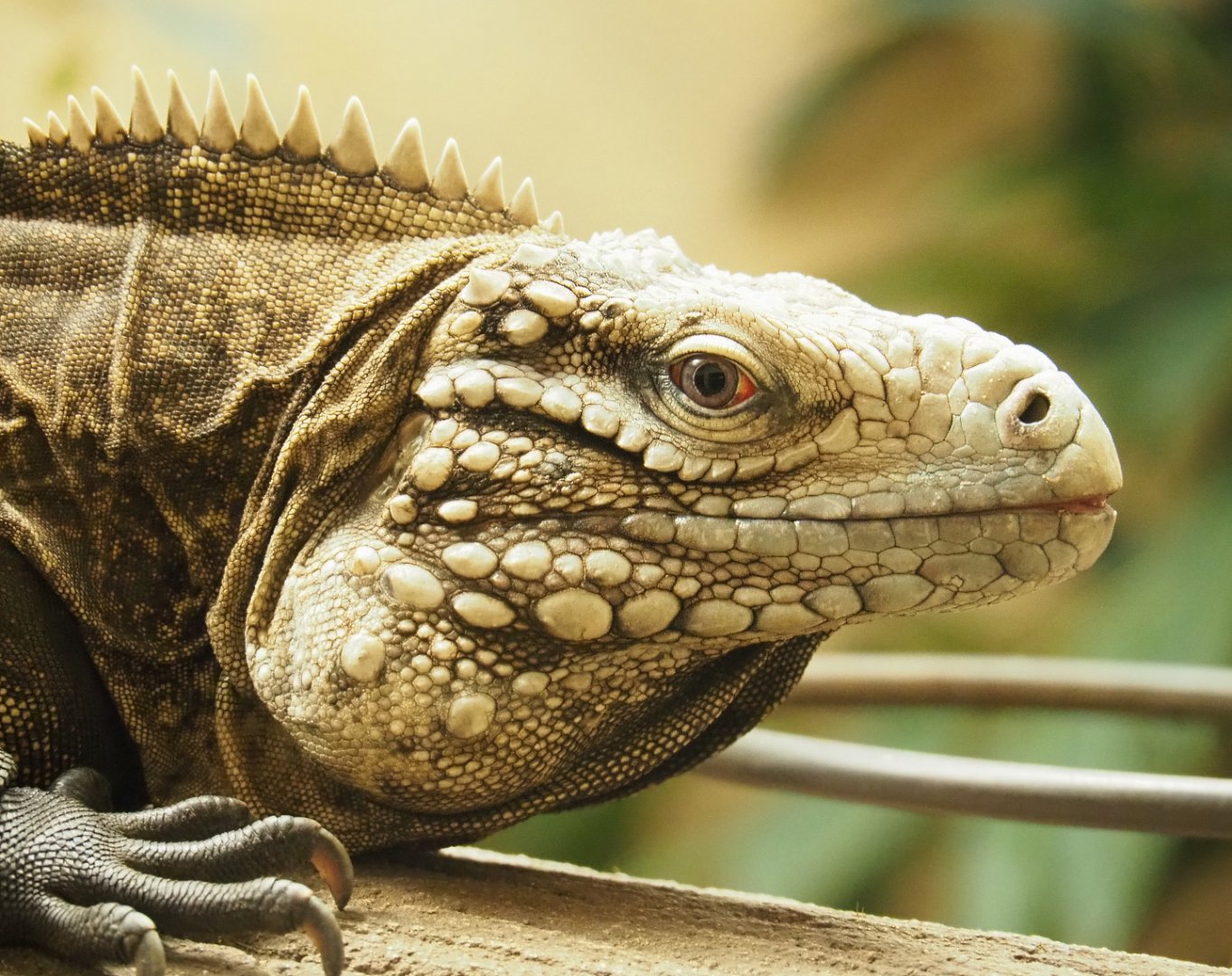 Cuban iguana (Cyclura nubila nubila), 2022-03-16