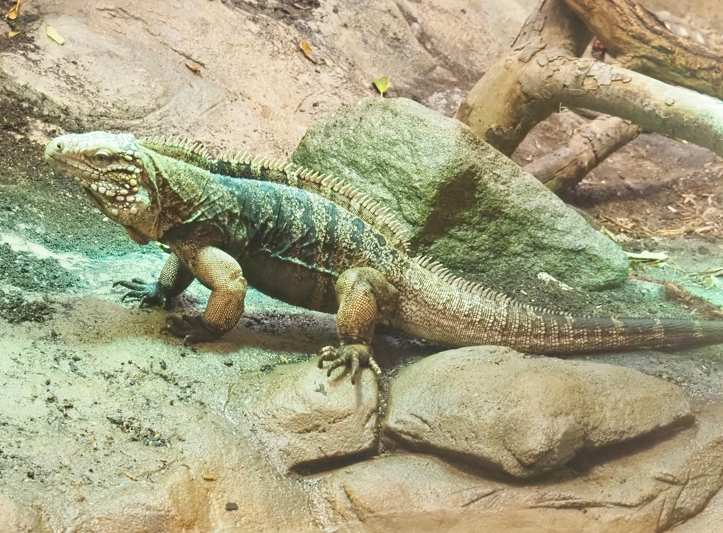 Cuban iguana (Cyclura nubila nubila), 2022-05-26