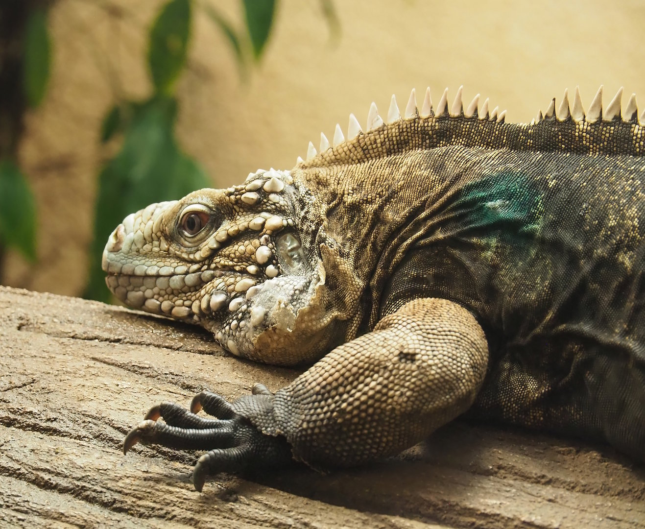 Cuban iguana (Cyclura nubila nubila), 2022-08-16