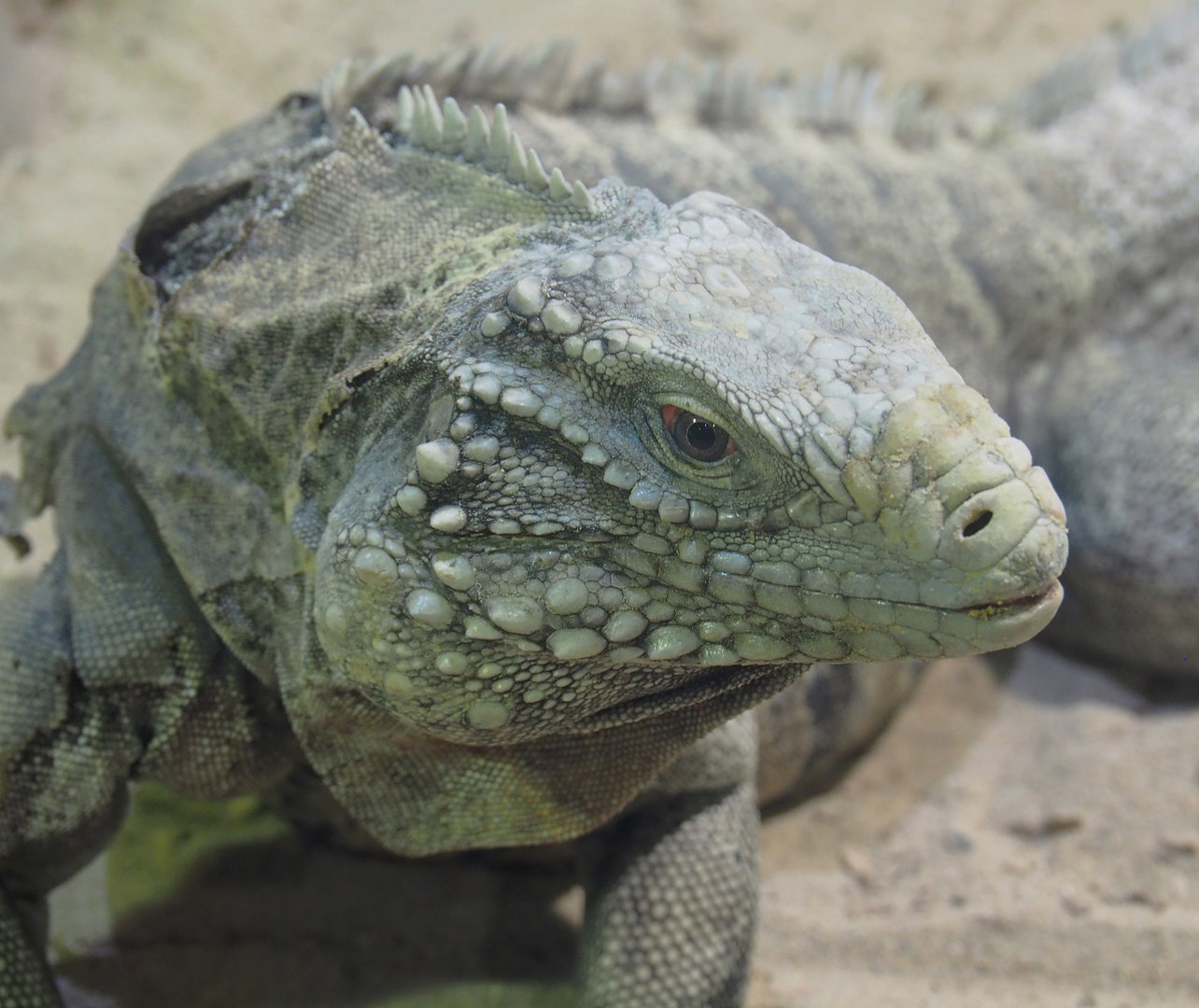 Cuban iguana (Cyclura nubila nubila), 2022-09-14